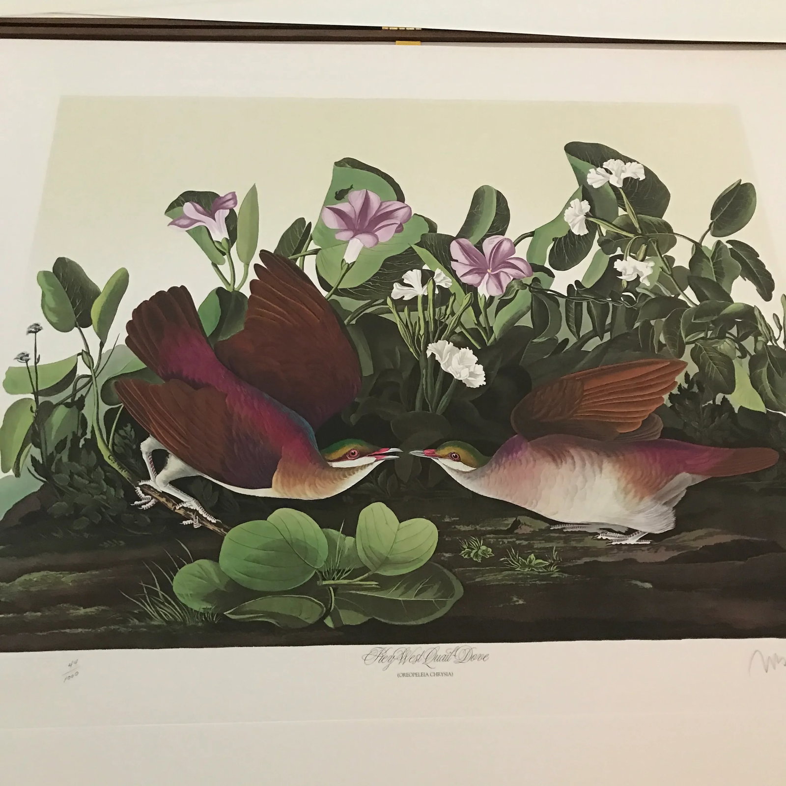 John James Audubon's 'Birds of America'- M. Bernard Loates Edition (Set of Prints) - 8