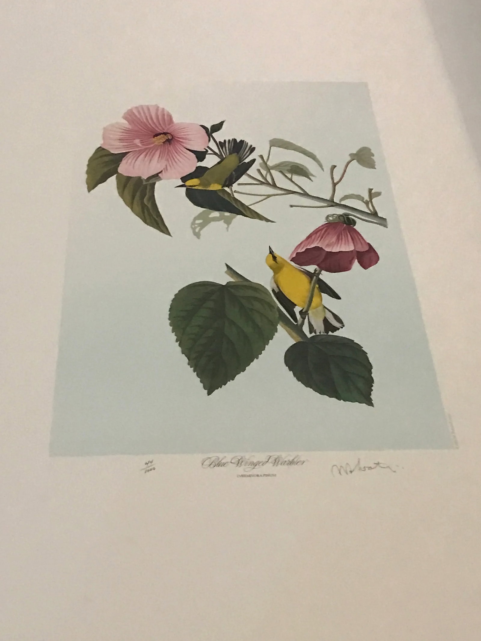 John James Audubon's 'Birds of America'- M. Bernard Loates Edition (Set of Prints) - 9