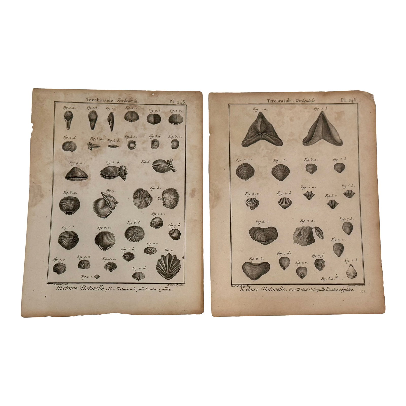 Antique 18th Century French Shell Engravings Buffon Histoire Naturelle Redoute Plates 243 & 246: Pair of original 18th-century French copperplate engravings from Histoire naturelle by Georges-Louis Leclerc, Comte de Buffon. These plates depict Terebratula (brachiopod shells) and are engraved afte