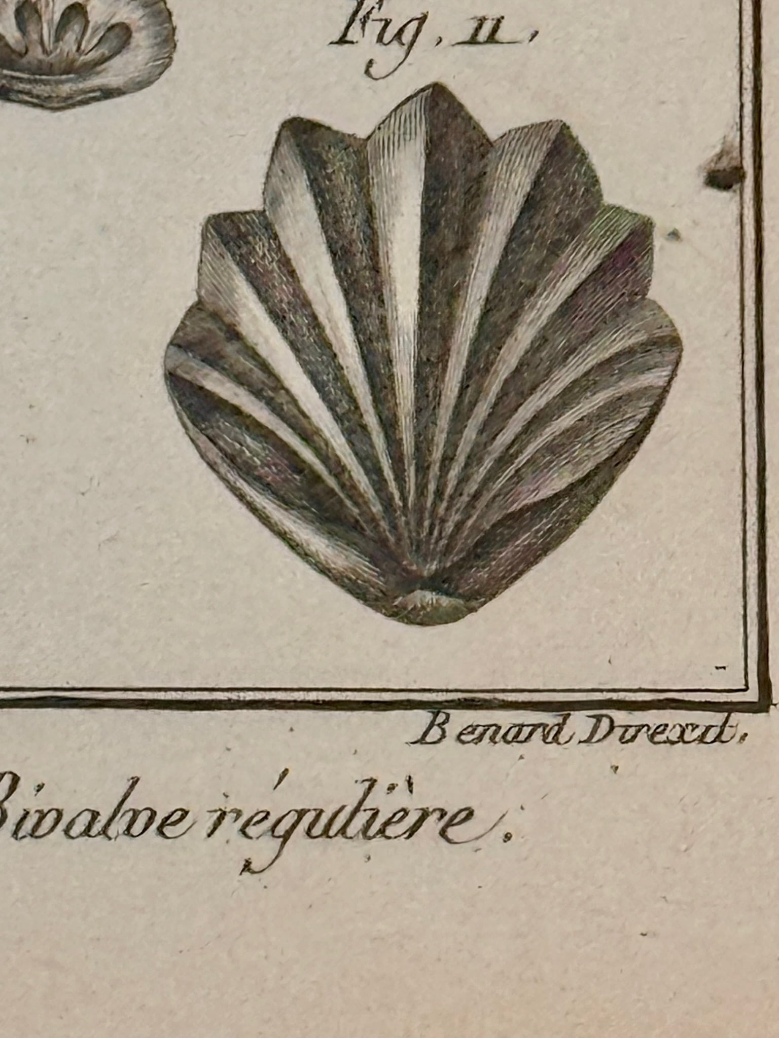 Antique 18th Century French Shell Engravings Buffon Histoire Naturelle Redoute Plates 243 & 246 - 4