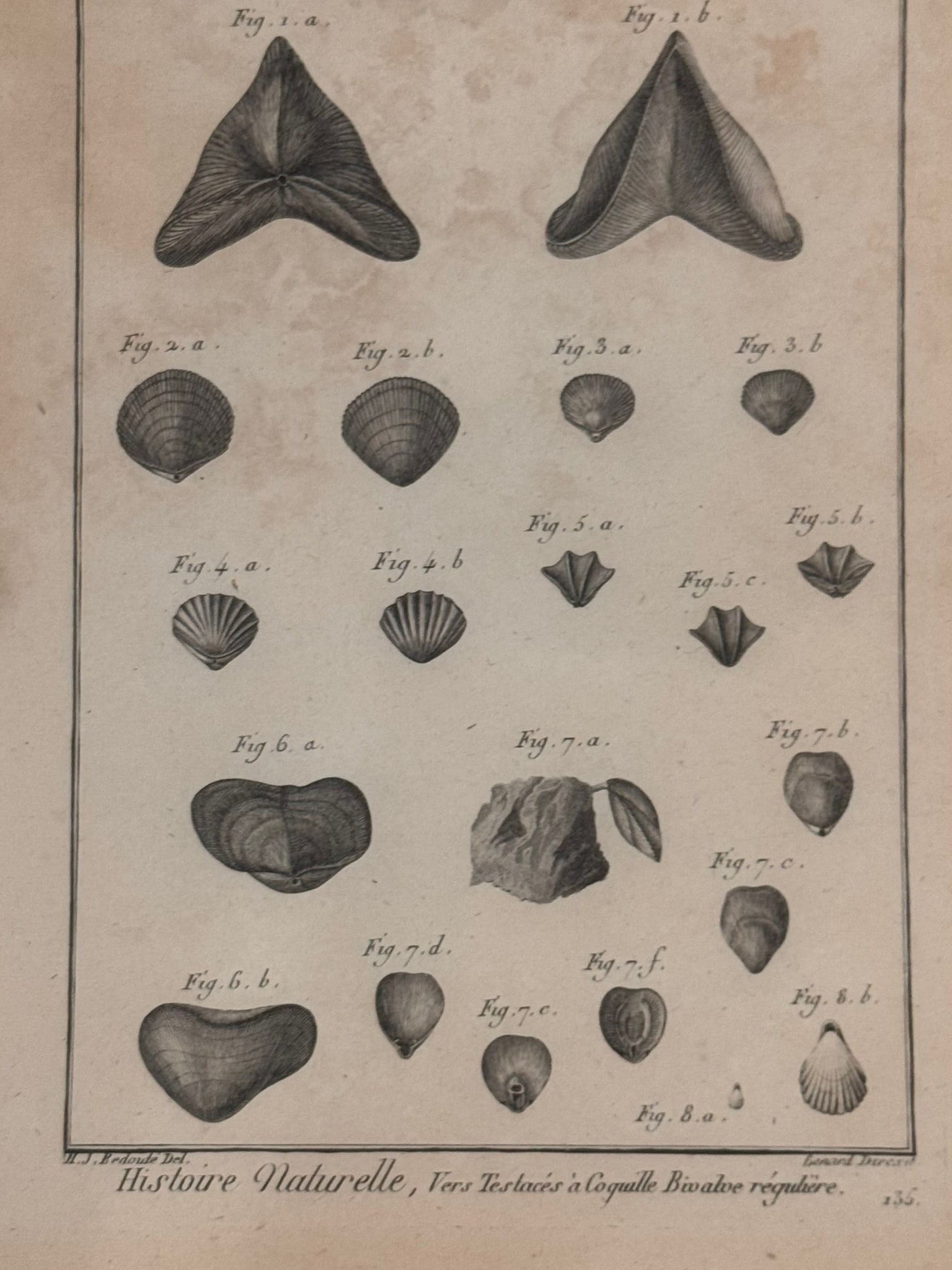 Antique 18th Century French Shell Engravings Buffon Histoire Naturelle Redoute Plates 243 & 246 - 6