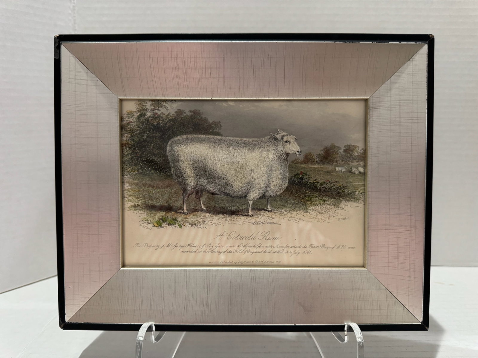 Mid 20th Century Framed Sheep Engravings Bakewell Ram Oxfordshire Downs - Set of 2 - 2