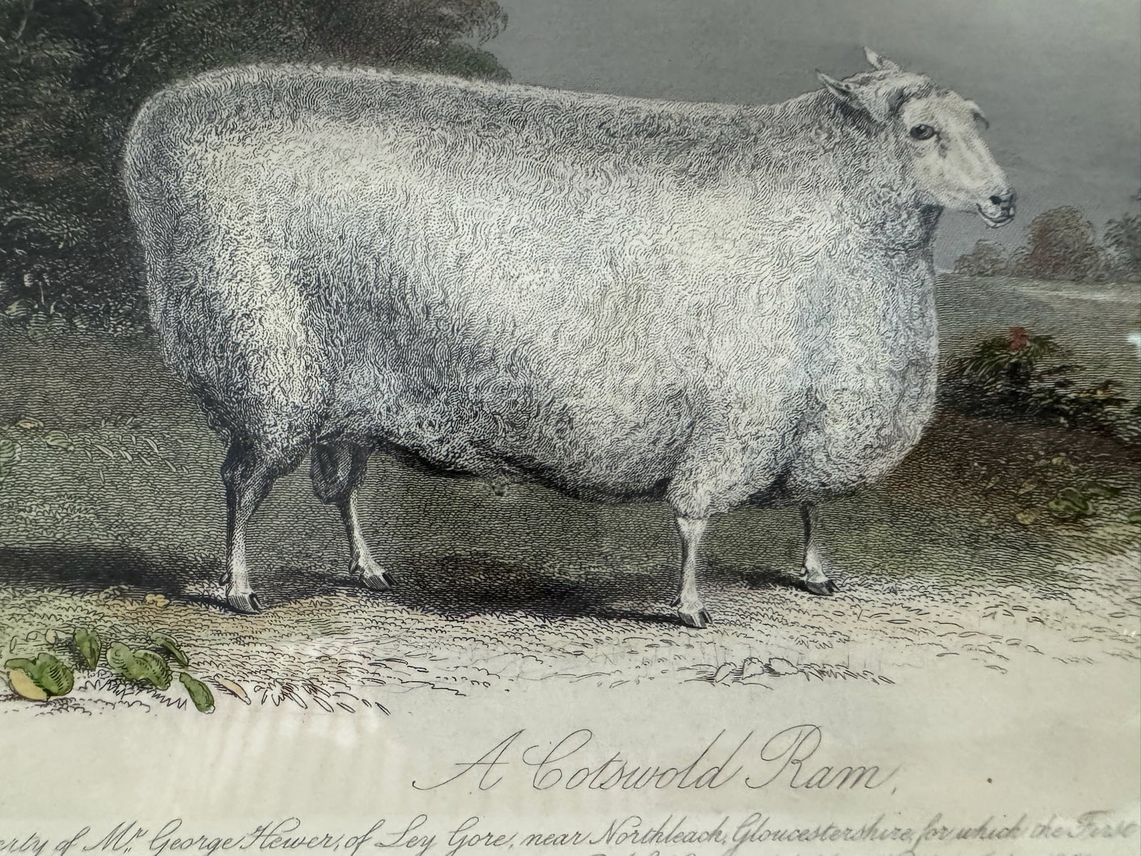 Mid 20th Century Framed Sheep Engravings Bakewell Ram Oxfordshire Downs - Set of 2 - 3