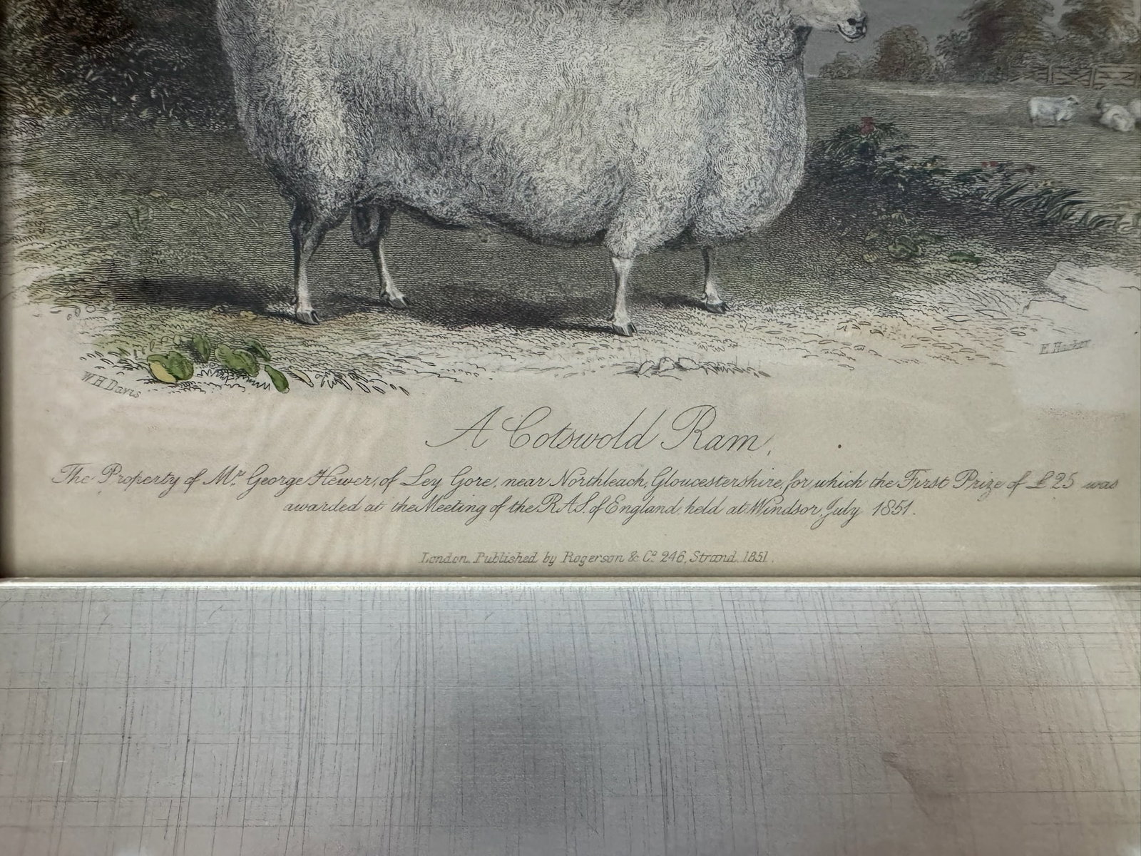 Mid 20th Century Framed Sheep Engravings Bakewell Ram Oxfordshire Downs - Set of 2 - 4