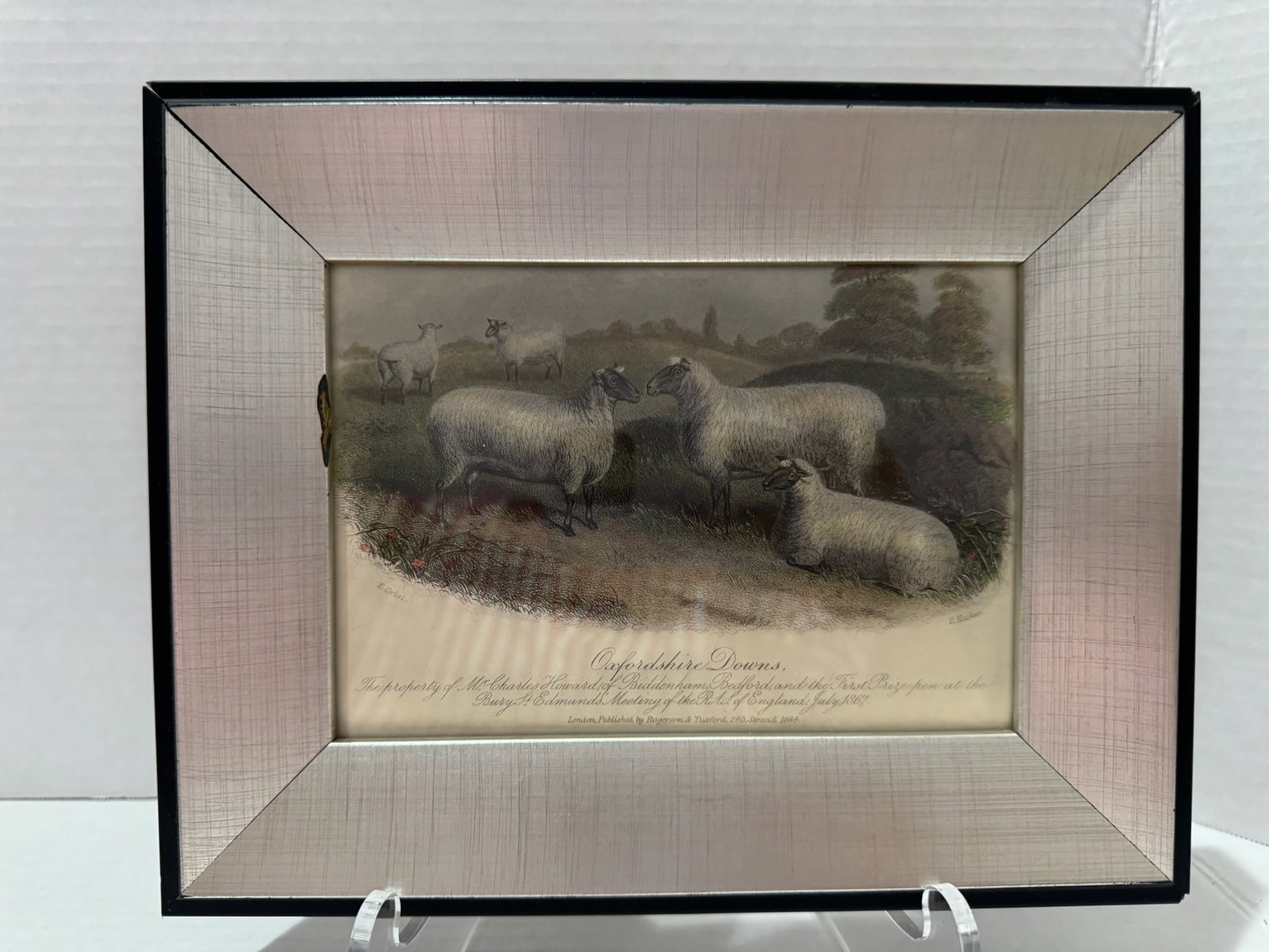 Mid 20th Century Framed Sheep Engravings Bakewell Ram Oxfordshire Downs - Set of 2 - 7