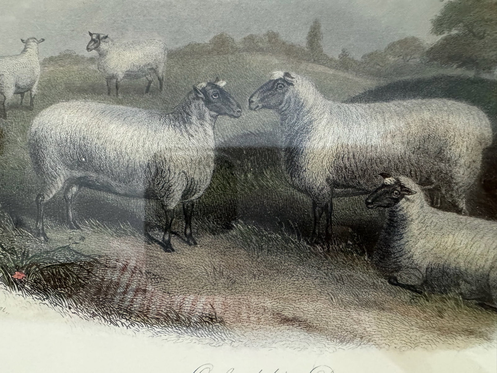 Mid 20th Century Framed Sheep Engravings Bakewell Ram Oxfordshire Downs - Set of 2 - 8
