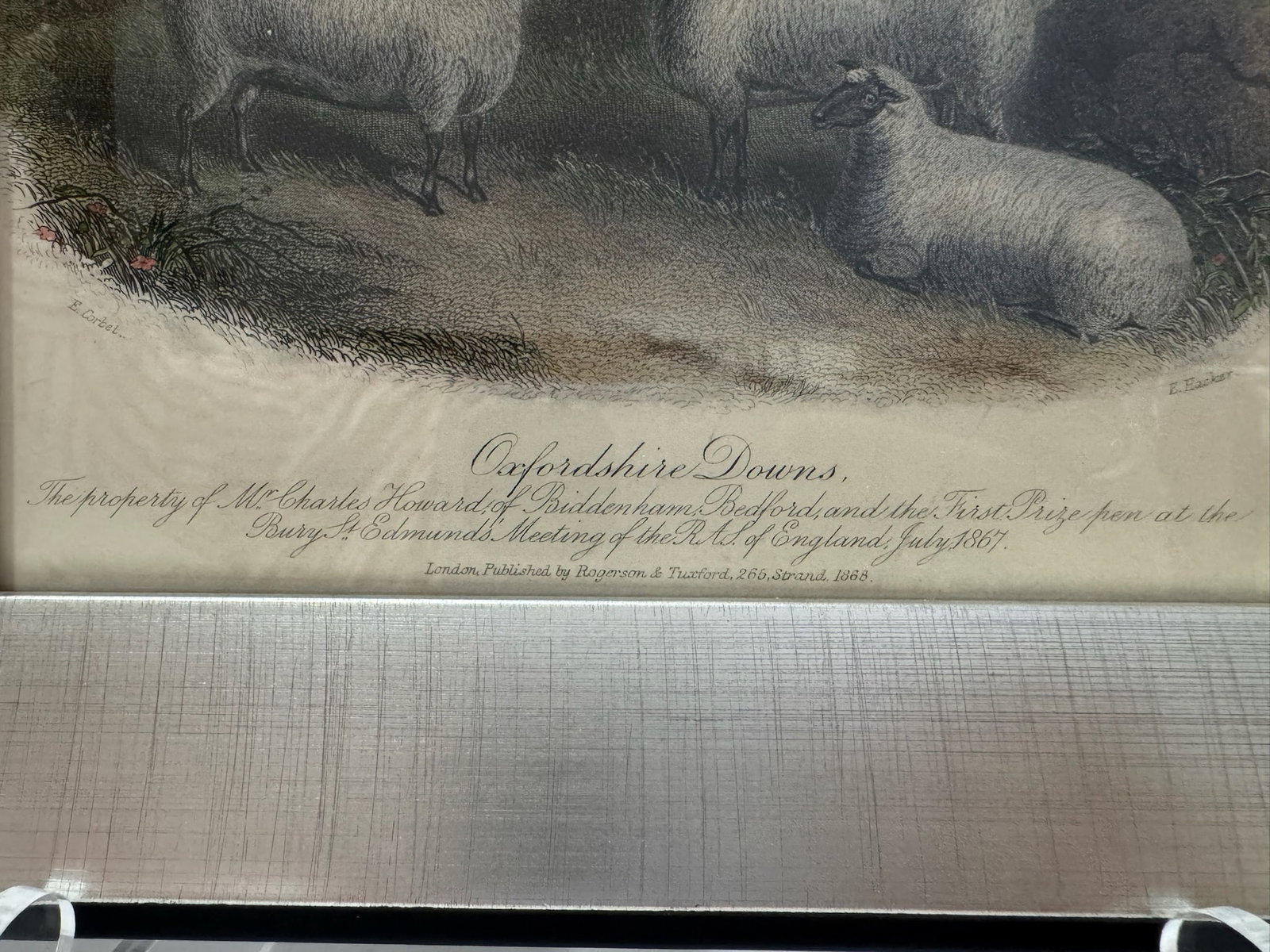 Mid 20th Century Framed Sheep Engravings Bakewell Ram Oxfordshire Downs - Set of 2 - 9