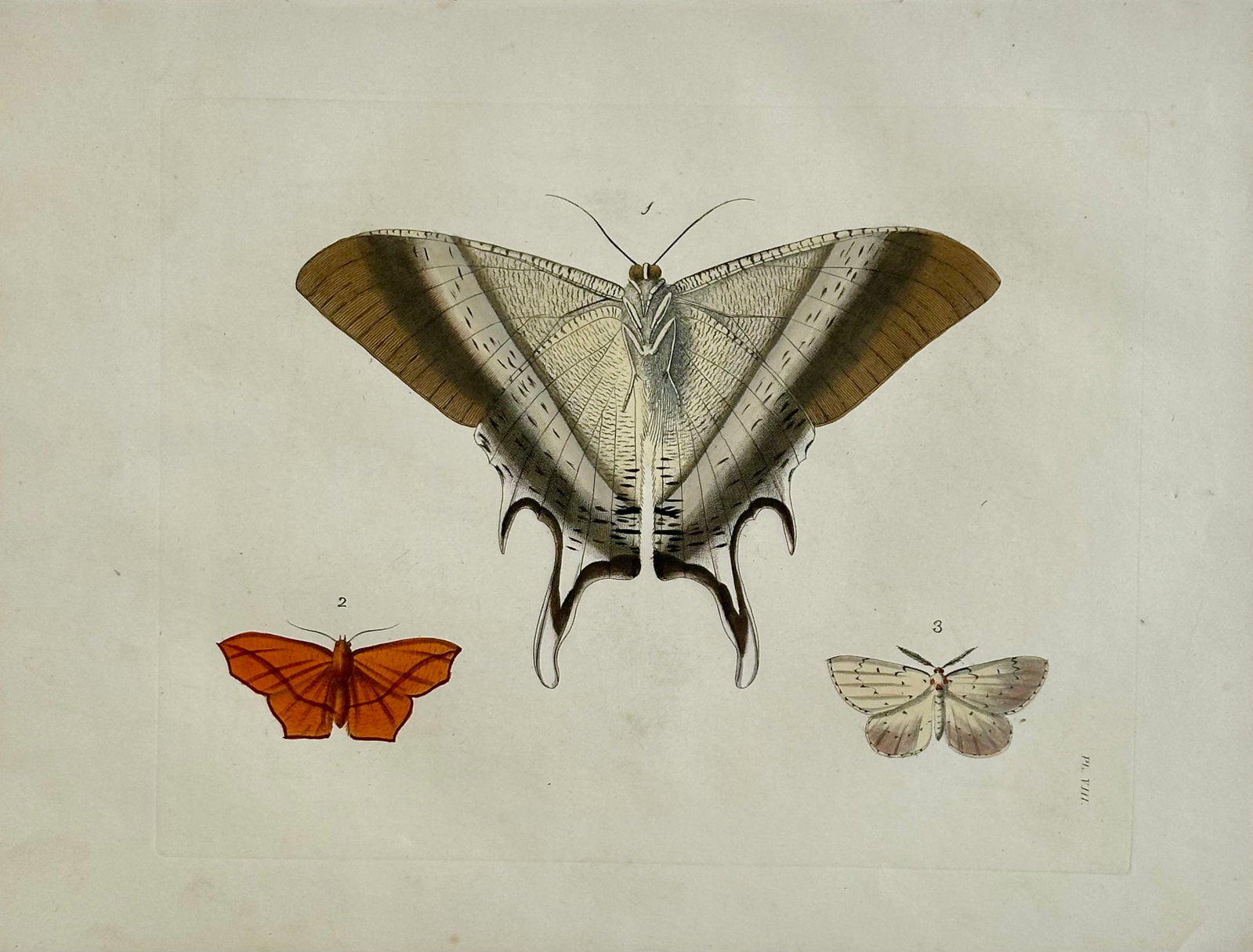 Macleay's Swallowtail Moth Original Print by Dru Drury, 1837 - 2