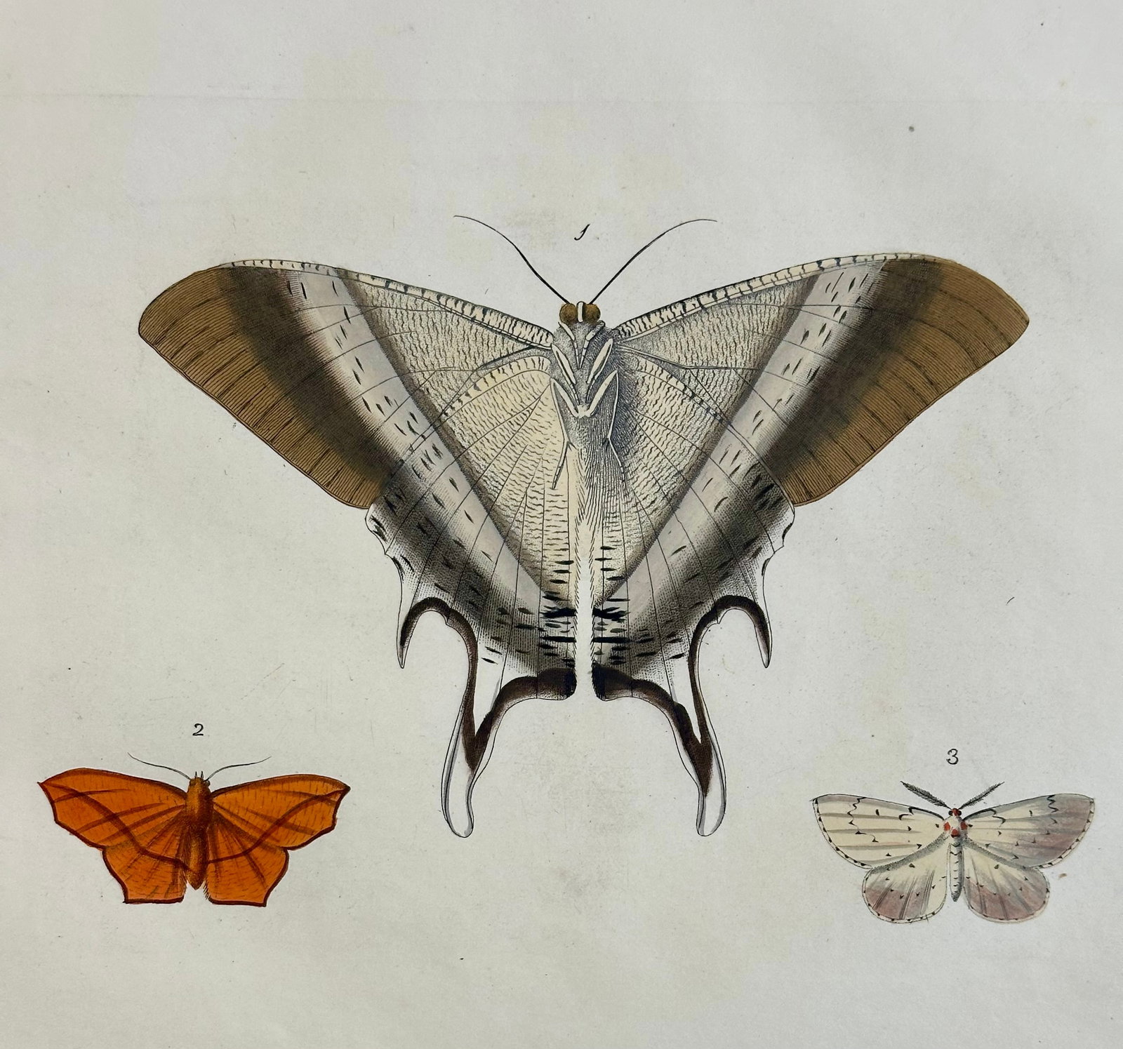 Macleay's Swallowtail Moth Original Print by Dru Drury, 1837 - 3