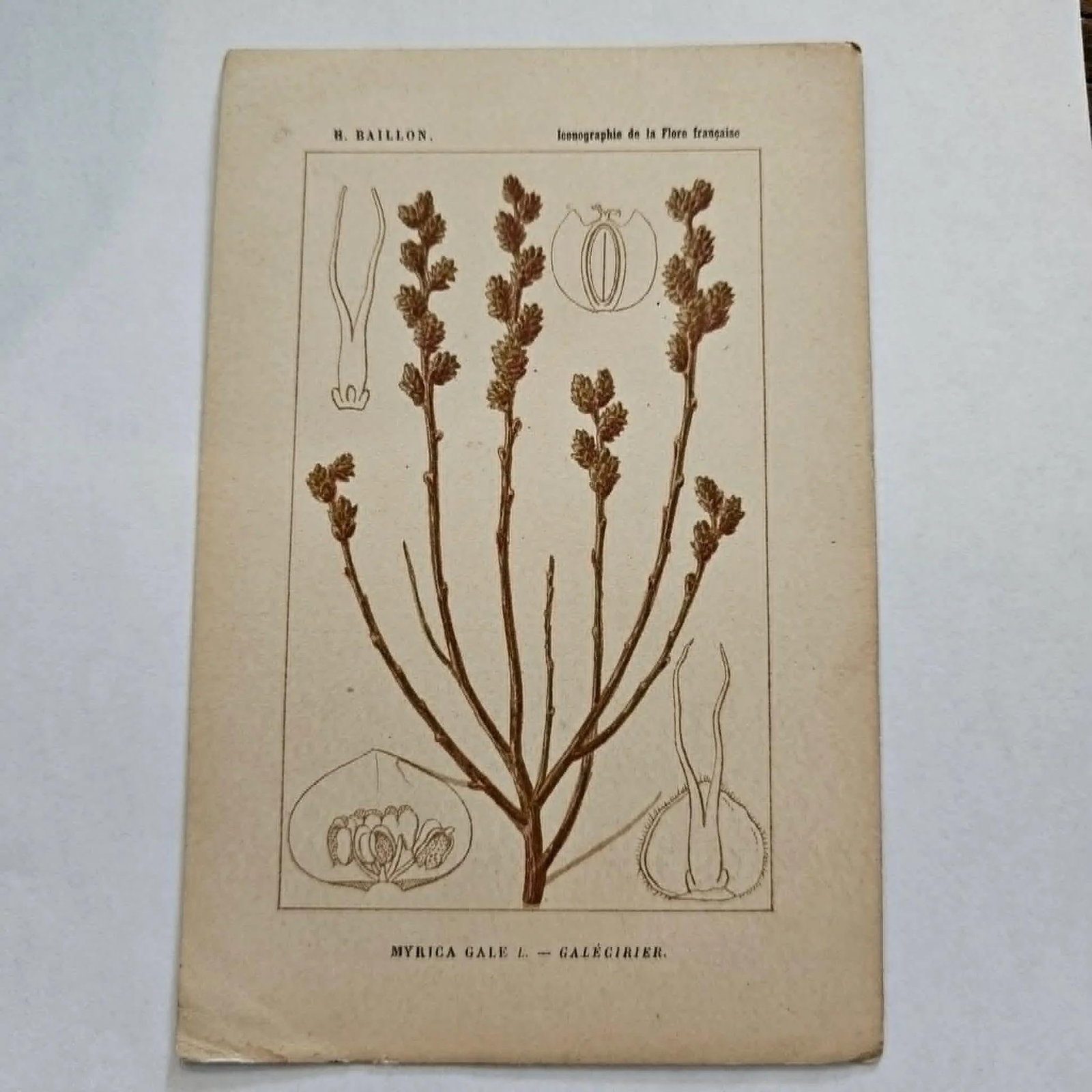 Antique French Botanical Lithograph - Bog Myrtle - 2