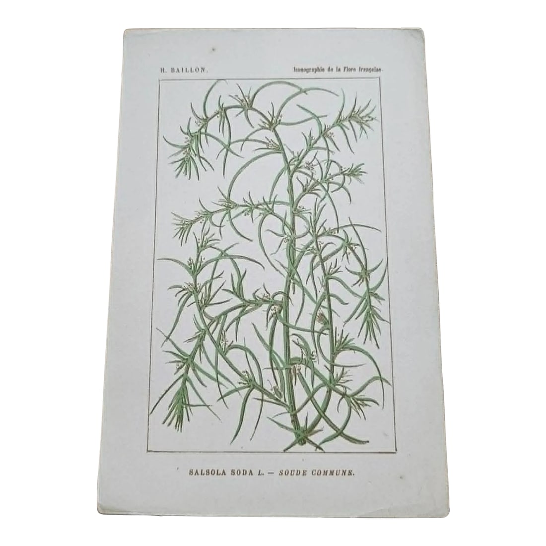 Antique French Botanical Lithograph - Salsola by Henri Ernest Baillon: Original 19th-century French botanical lithograph by renowned botanist **Henri Ernest Baillon**, published in Paris between **1885-1894**. Rich in scientific detail and beautifully printed, these auth