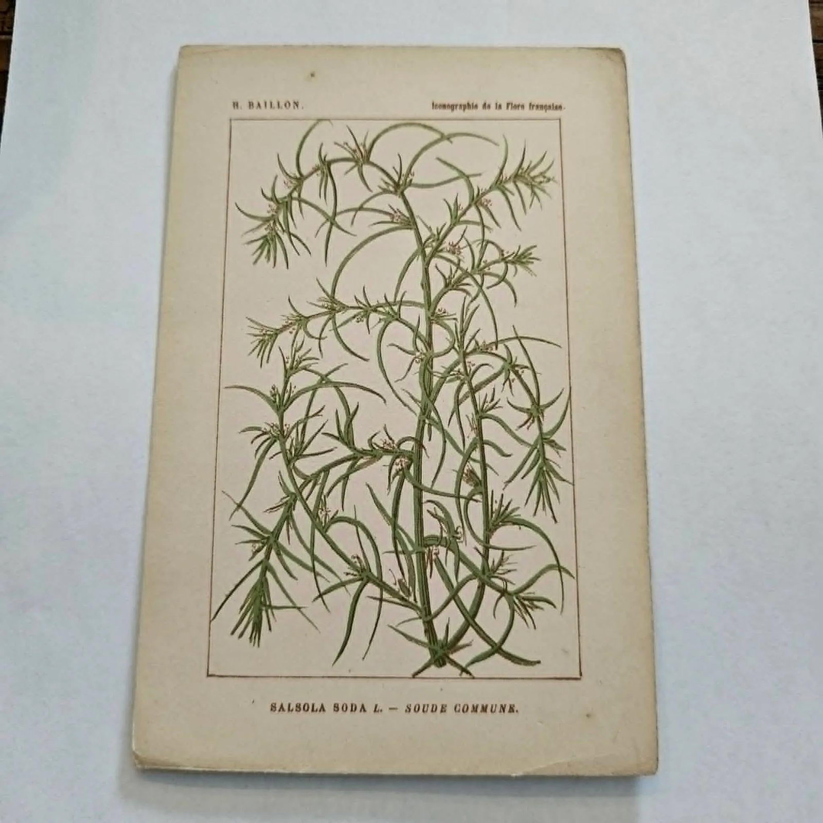 Antique French Botanical Lithograph - Salsola by Henri Ernest Baillon - 2