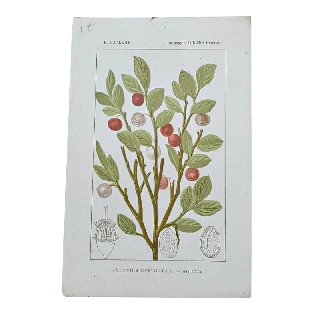 Antique French Botanical Lithograph - Vaccinium myrtillus by Henri Ernest Baillon: Original 19th-century French botanical lithograph by renowned botanist **Henri Ernest Baillon**, published in Paris between **1885-1894**. Rich in scientific detail and beautifully printed, these