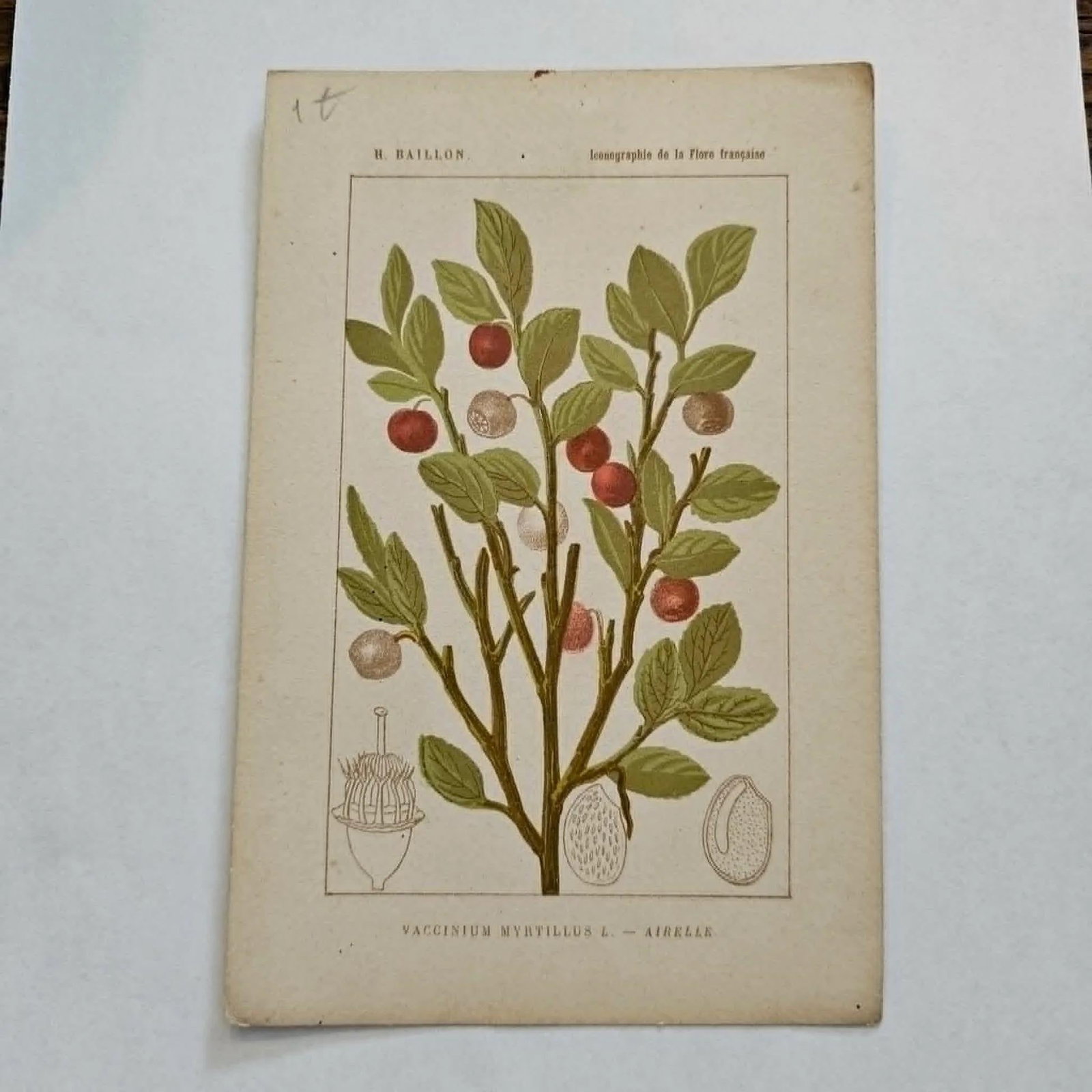 Antique French Botanical Lithograph - Vaccinium myrtillus by Henri Ernest Baillon - 2