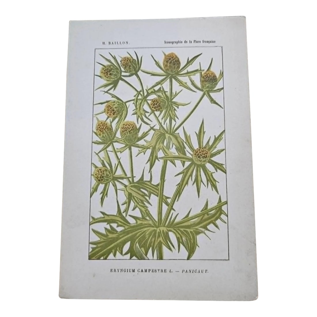 Antique French Botanical Lithograph - Eryngium by Henri Ernest Baillon: Original 19th-century French botanical lithograph by renowned botanist **Henri Ernest Baillon**, published in Paris between **1885-1894**. Rich in scientific detail and beautifully printed, these