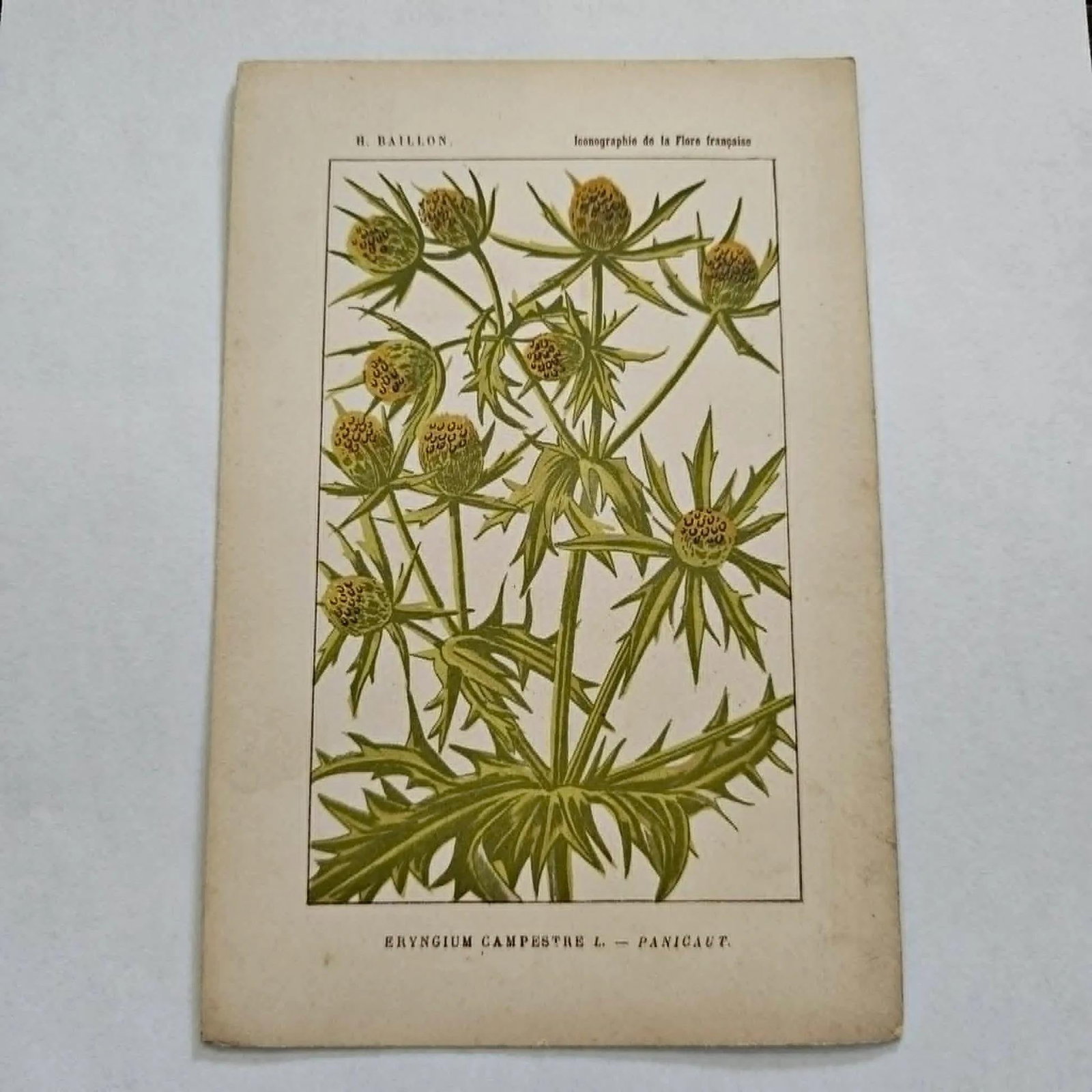 Antique French Botanical Lithograph - Eryngium by Henri Ernest Baillon - 2