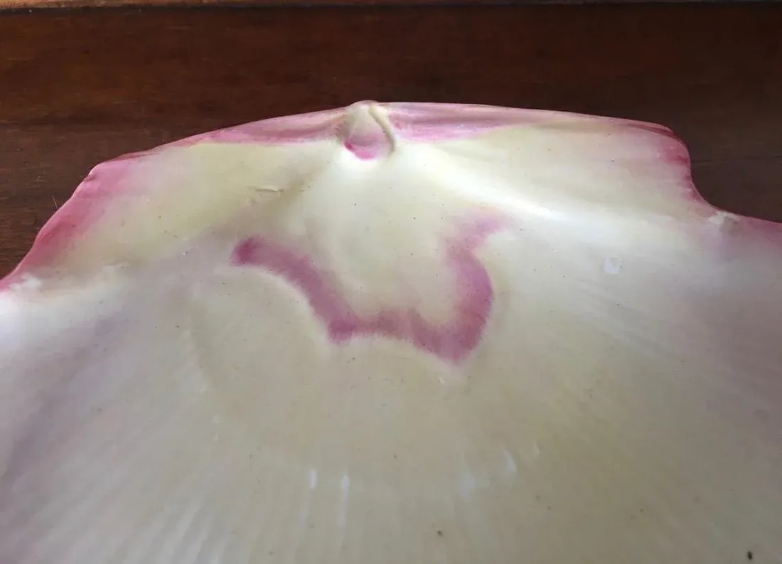 Antique 19th Century Wedgwood Pink Nautilus Pearlware Scallop Shell Dessert Dish - 5
