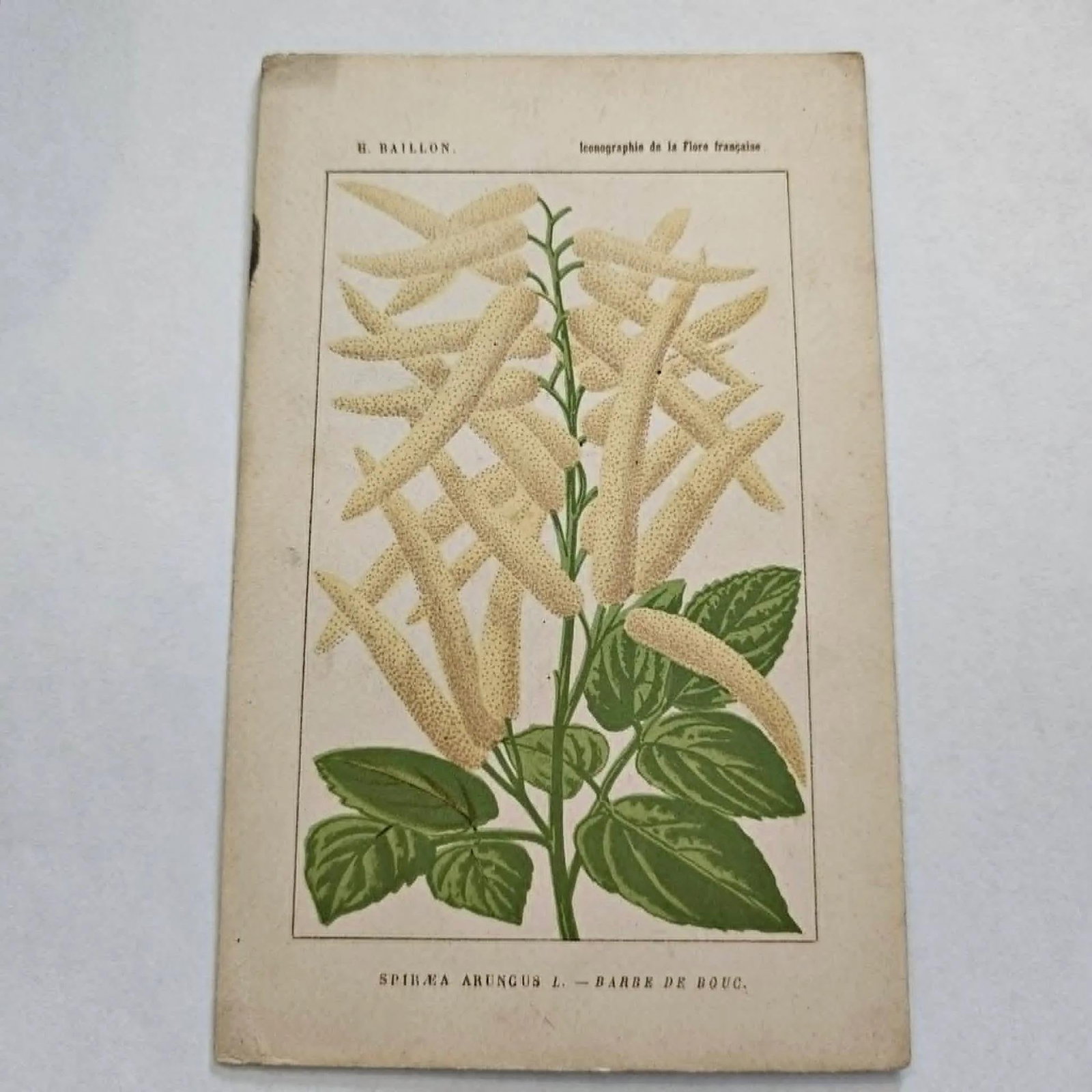 Antique French Botanical Lithograph - Aruncus dioicus by Henri Ernest Baillon - 2