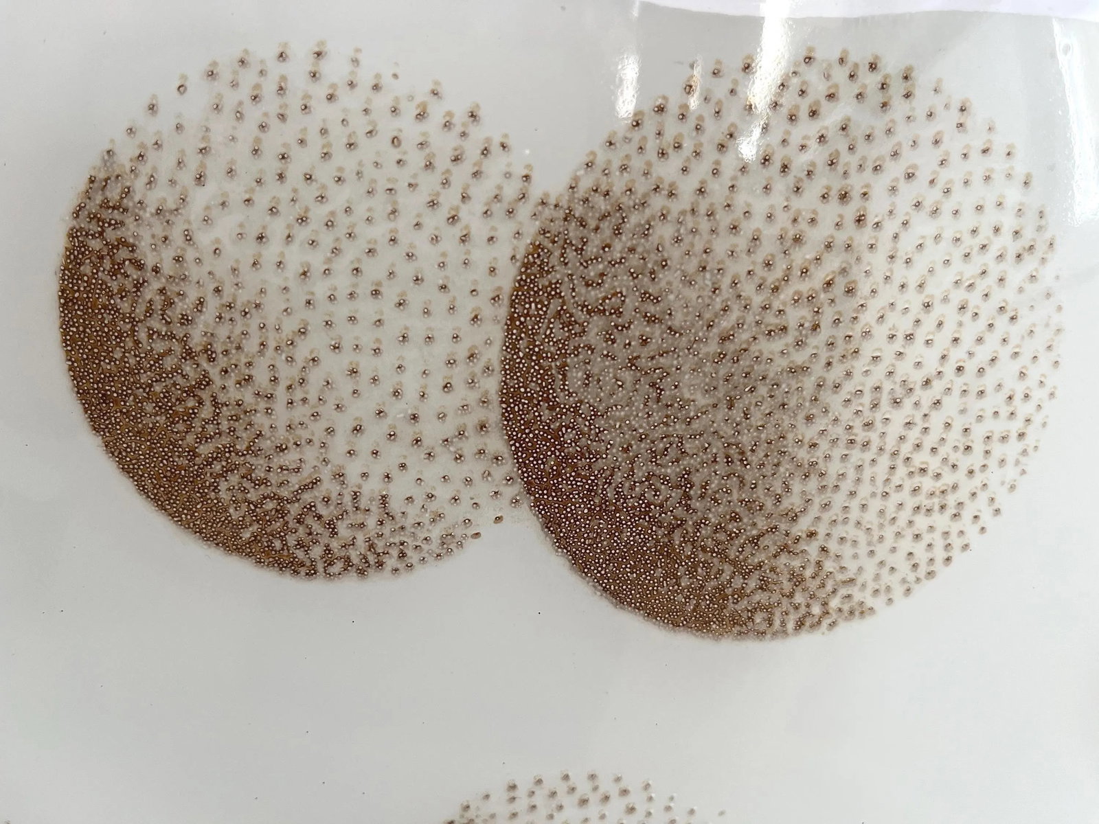 Modern Clover Moons Flush Light - 14