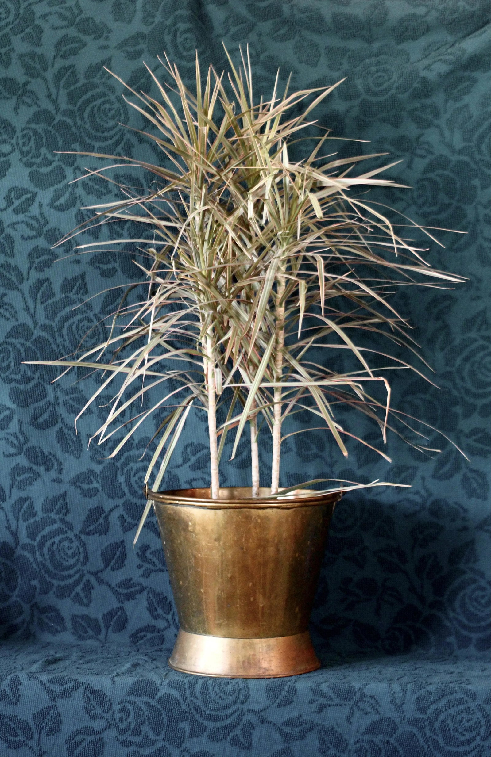 Late 19th Century Large Brass Coal Bucket With Handle - 2