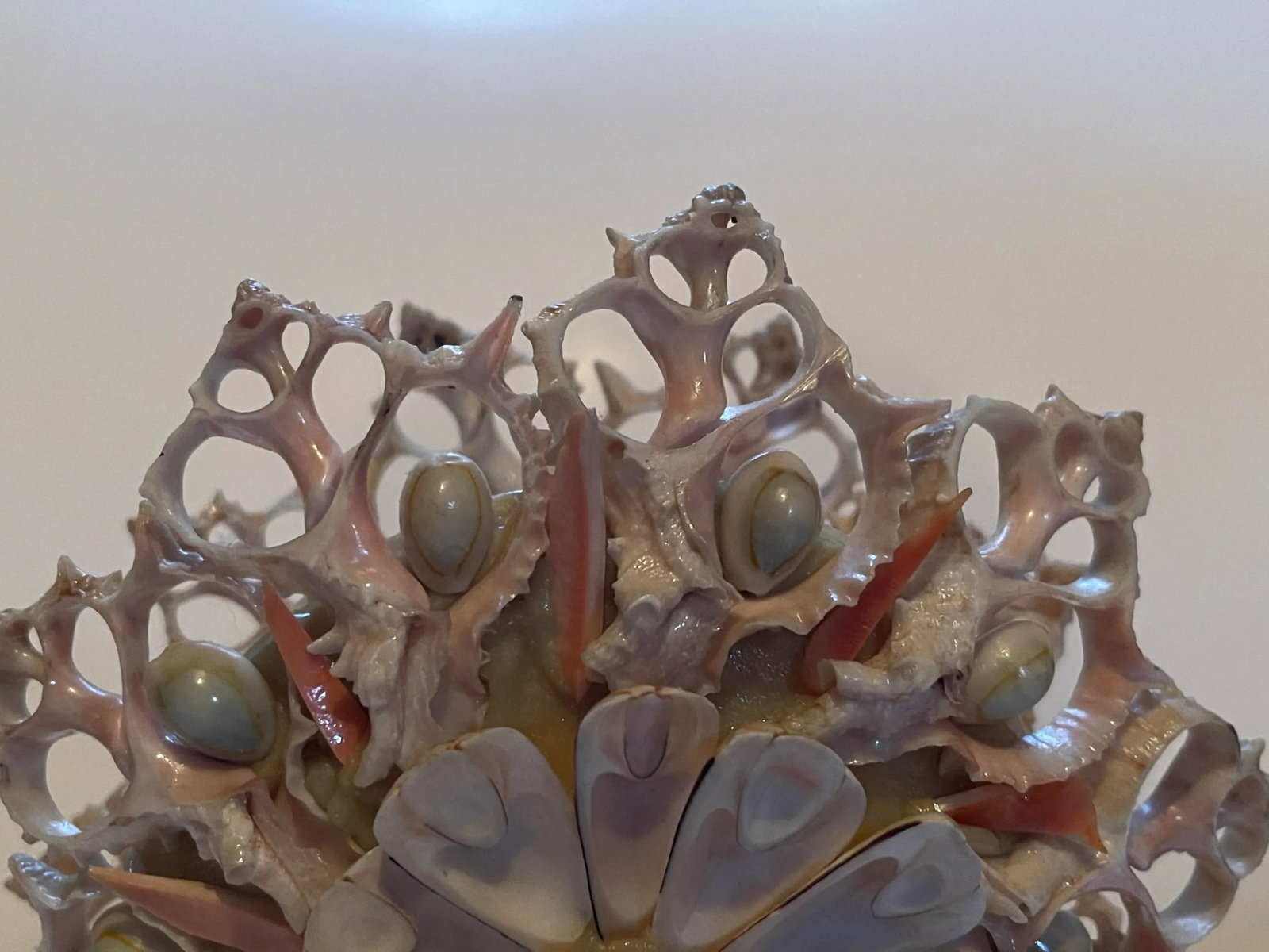 Early 20th Century Seashell Napkin Holder - 3