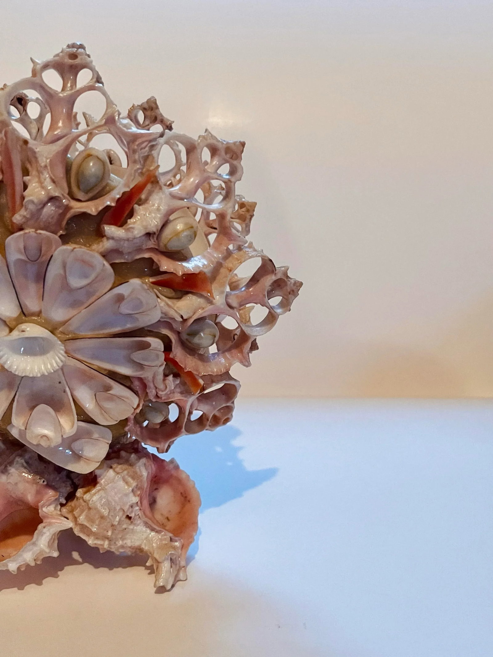 Early 20th Century Seashell Napkin Holder - 4
