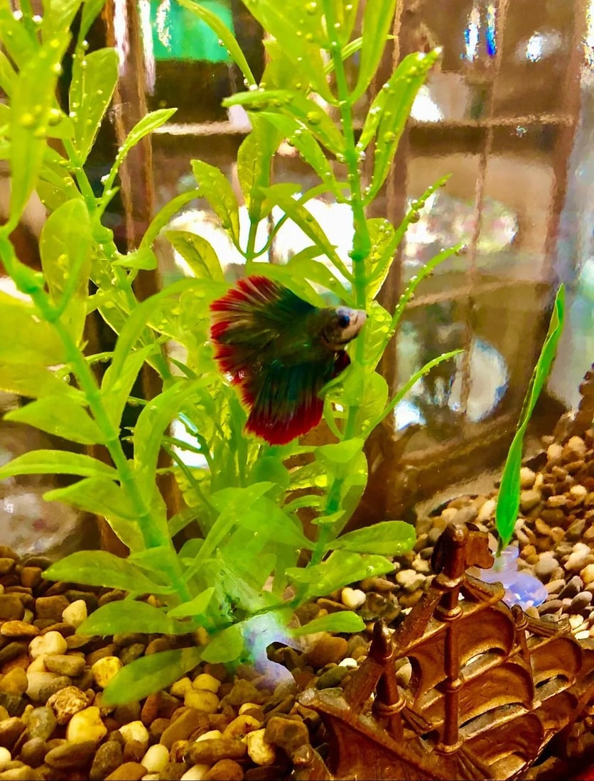1920s Fish Bowl on Stand - 6