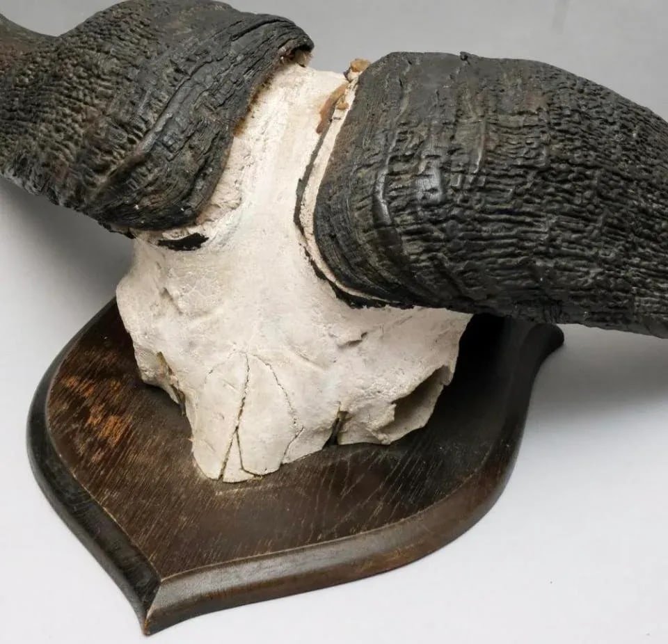 Vintage African Cape Buffalo Cranium and Horn Mounted Trophy - 10