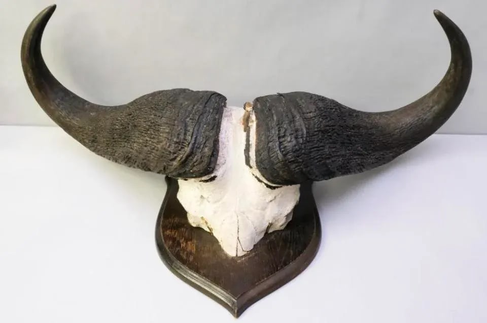 Vintage African Cape Buffalo Cranium and Horn Mounted Trophy - 13