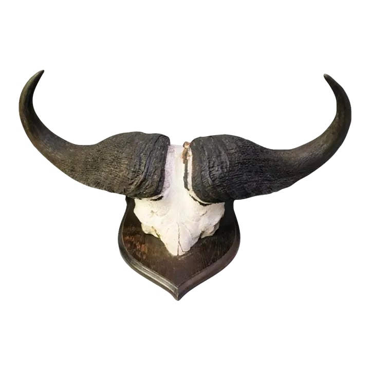 Vintage African Cape Buffalo Cranium and Horn Mounted Trophy: One of the most dangerous animals in the world. Great look and vintage mounts. Silver tag on back that says FP 1940 Condition: Alterations: Original Condition Unaltered Imperfections: Some