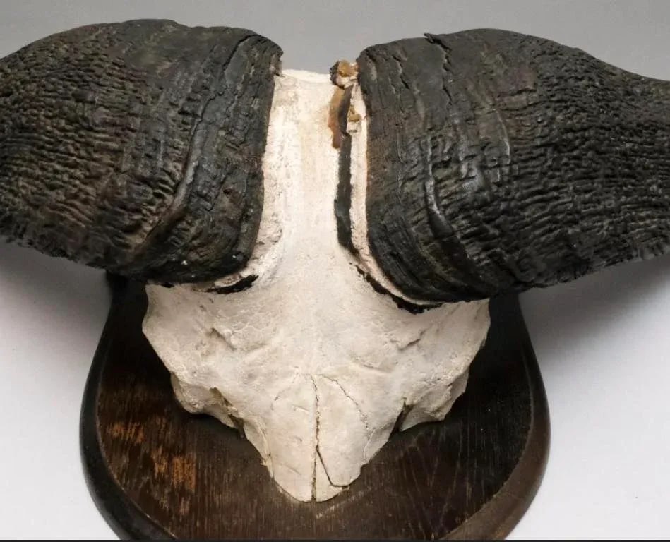 Vintage African Cape Buffalo Cranium and Horn Mounted Trophy - 2