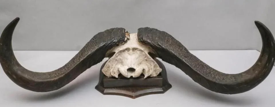 Vintage African Cape Buffalo Cranium and Horn Mounted Trophy - 3