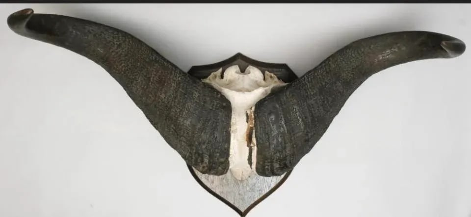 Vintage African Cape Buffalo Cranium and Horn Mounted Trophy - 4