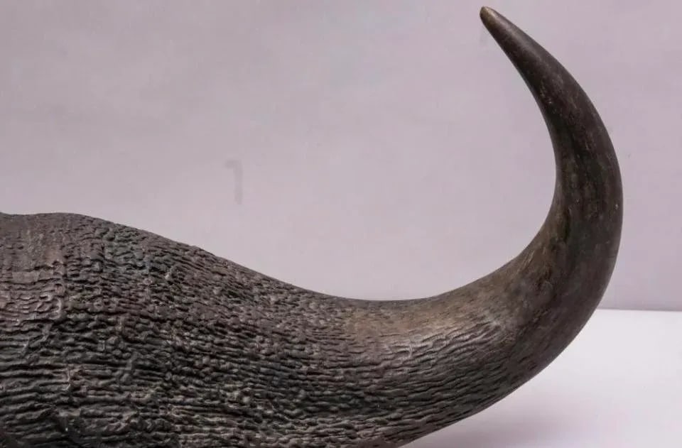 Vintage African Cape Buffalo Cranium and Horn Mounted Trophy - 5