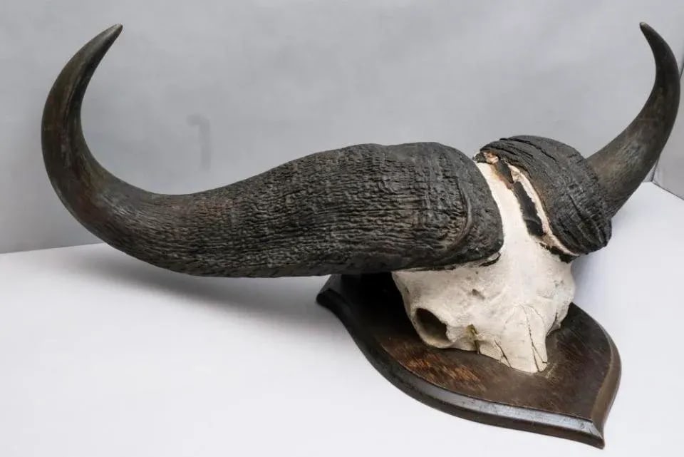 Vintage African Cape Buffalo Cranium and Horn Mounted Trophy - 8
