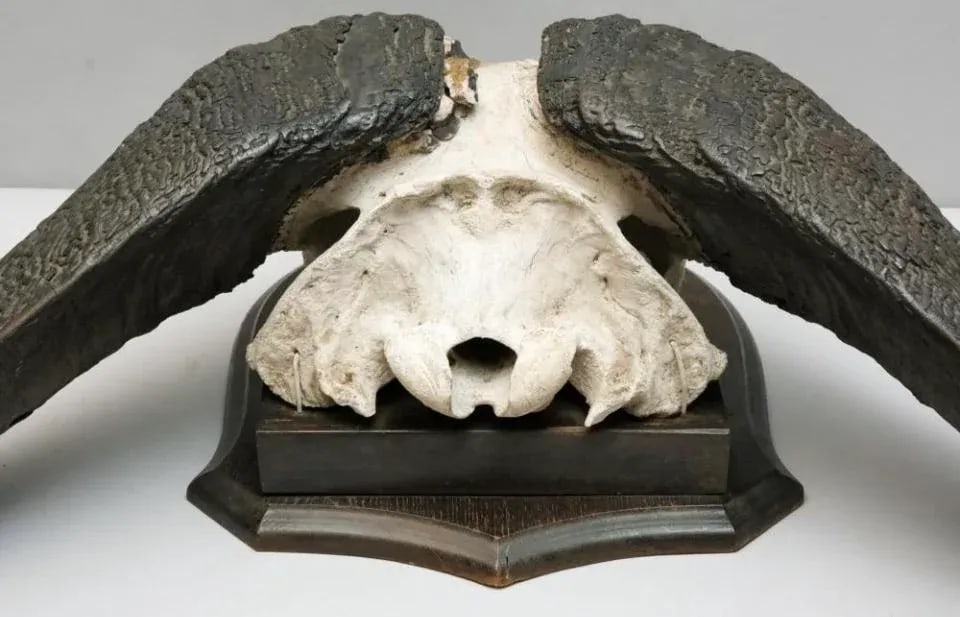 Vintage African Cape Buffalo Cranium and Horn Mounted Trophy - 9