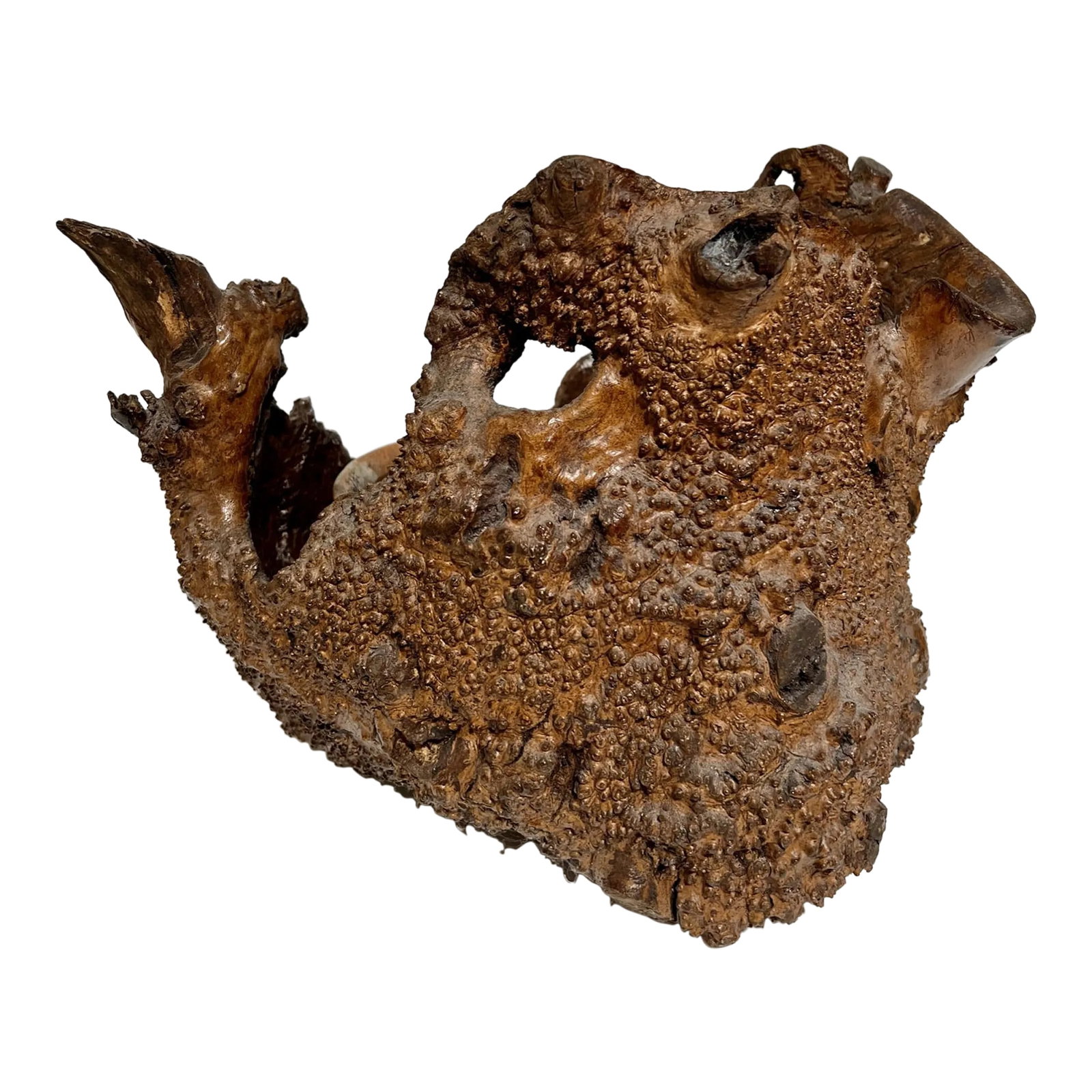 Early 21st Century Natural Root Pot for Ikebana or as Planter: The object is an irregular hollowed out tree trunk or branch that has a knarled knobby surface. This peculiar surface is caused by a plant disease that caused the tree to grow this way as a means of