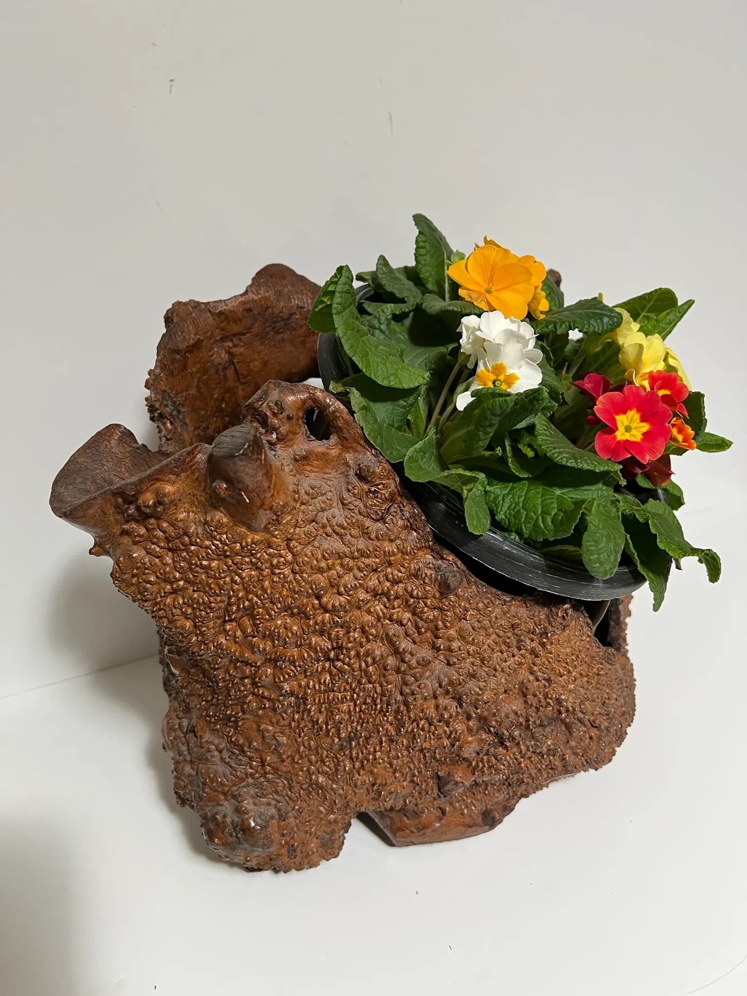 Early 21st Century Natural Root Pot for Ikebana or as Planter - 2