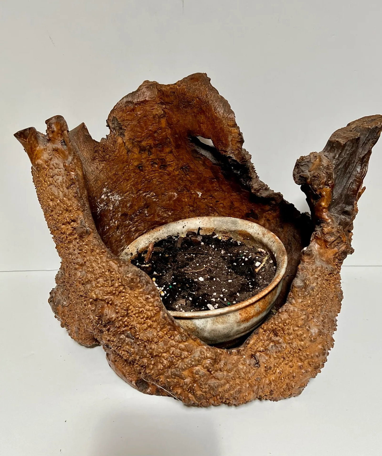 Early 21st Century Natural Root Pot for Ikebana or as Planter - 3