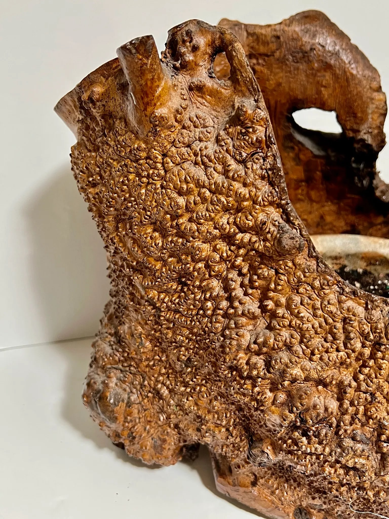 Early 21st Century Natural Root Pot for Ikebana or as Planter - 4