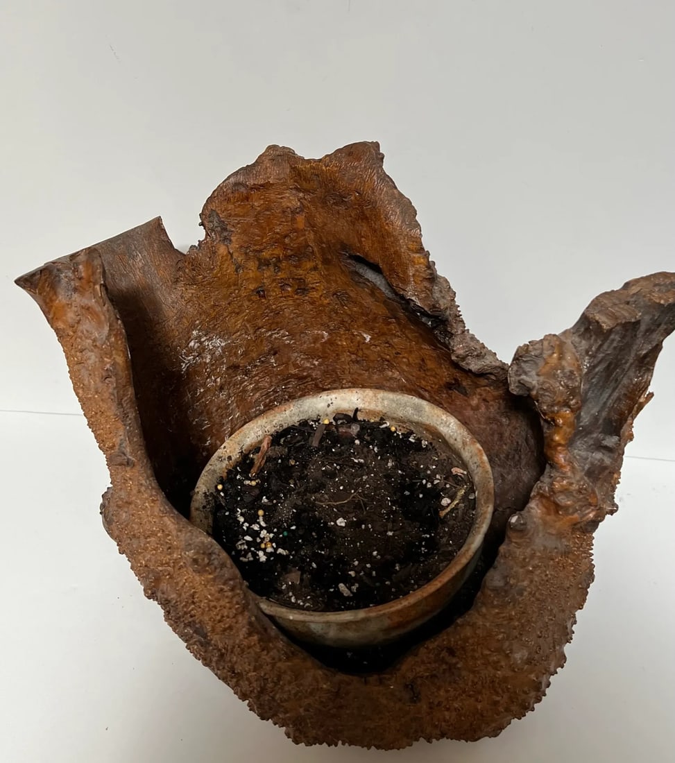 Early 21st Century Natural Root Pot for Ikebana or as Planter - 6