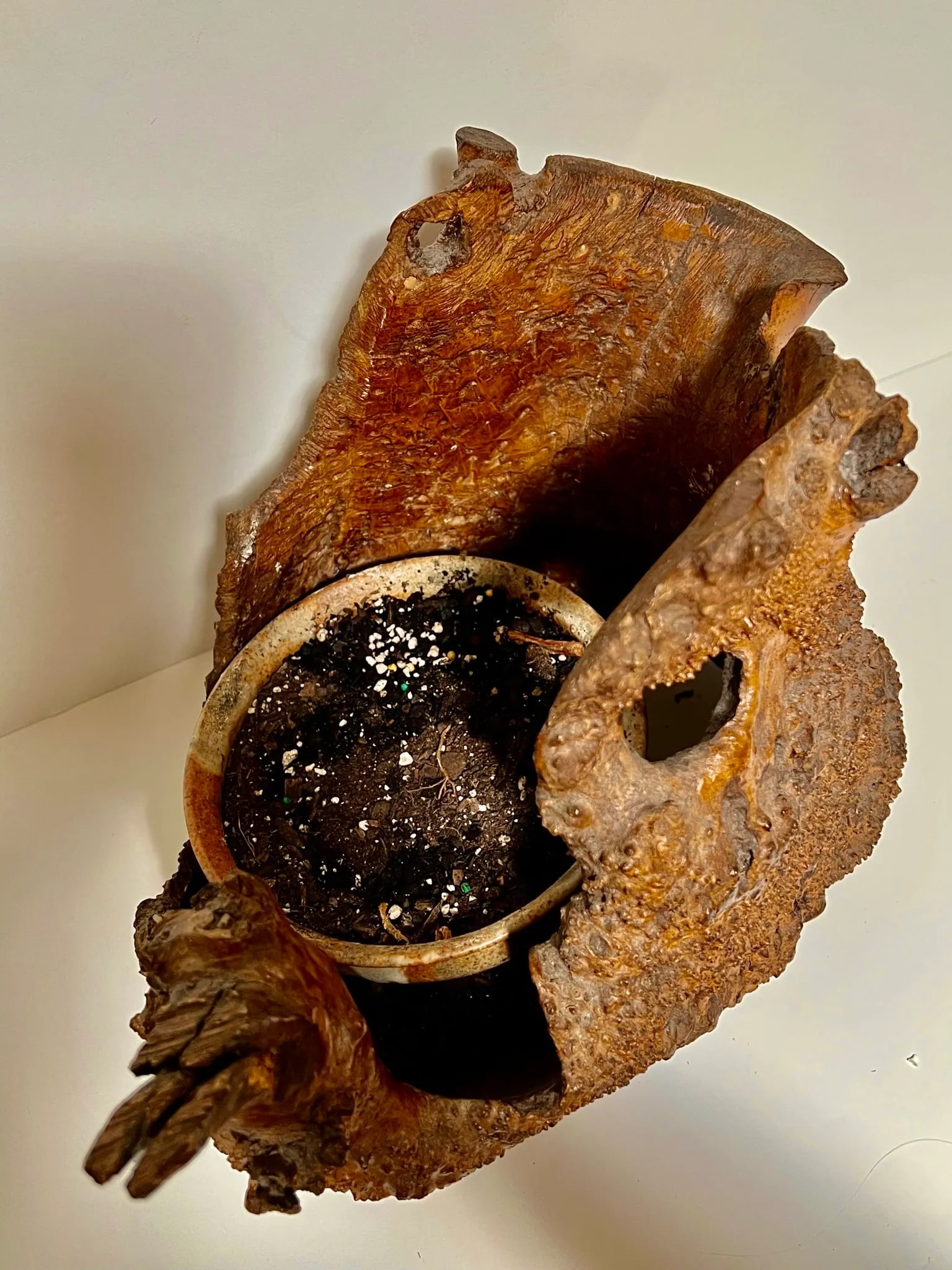 Early 21st Century Natural Root Pot for Ikebana or as Planter - 7