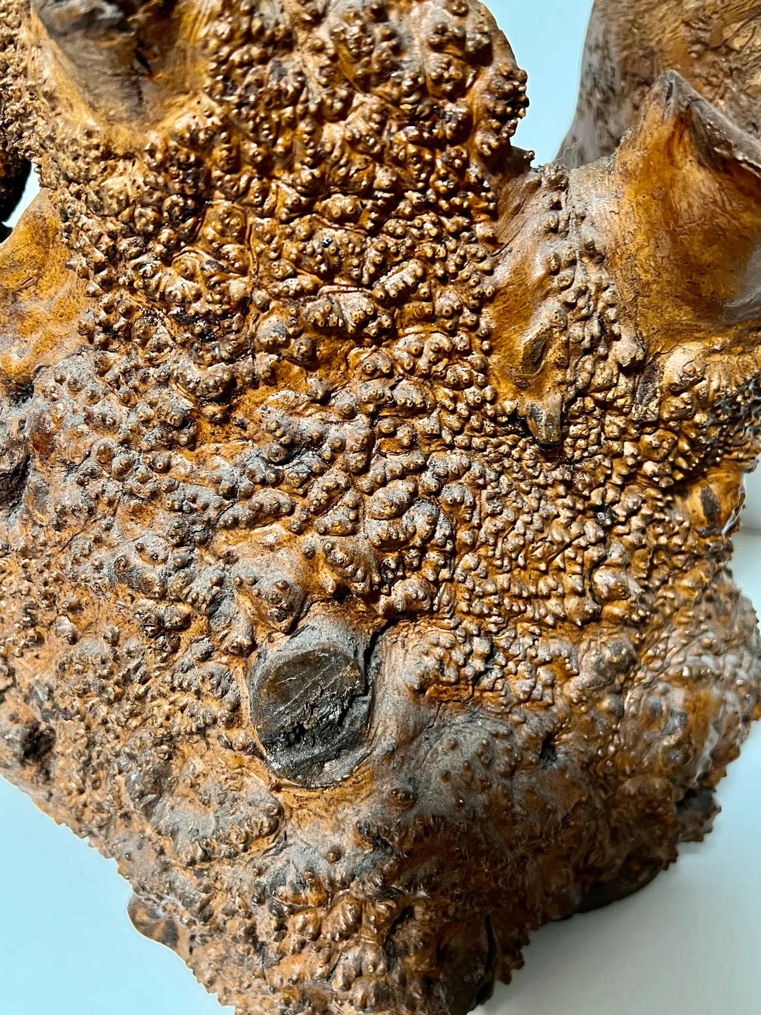 Early 21st Century Natural Root Pot for Ikebana or as Planter - 8