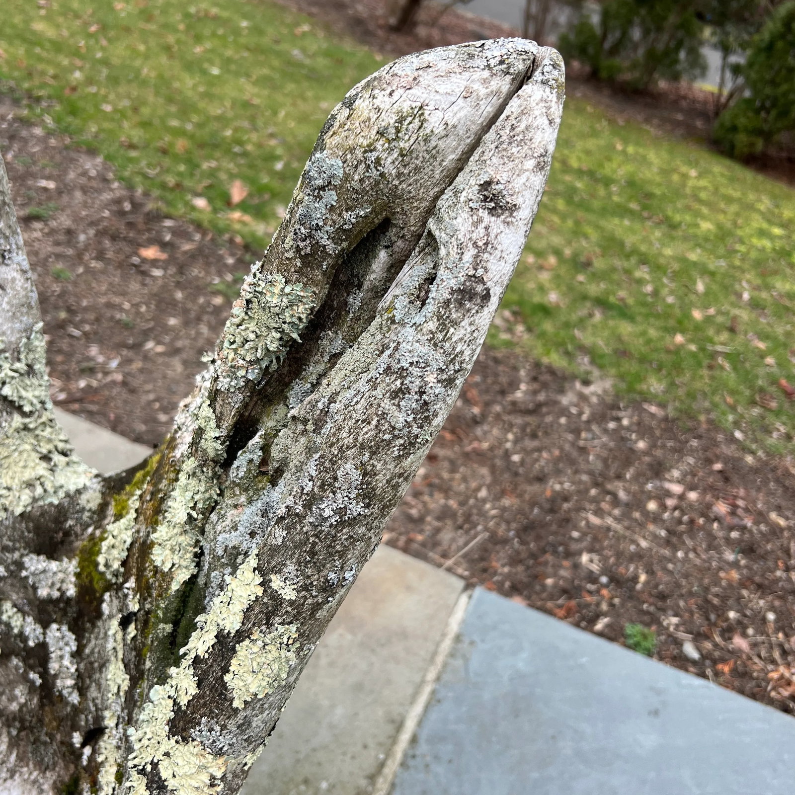 Specimen Carved Driftwood Outdoor Chair - 7