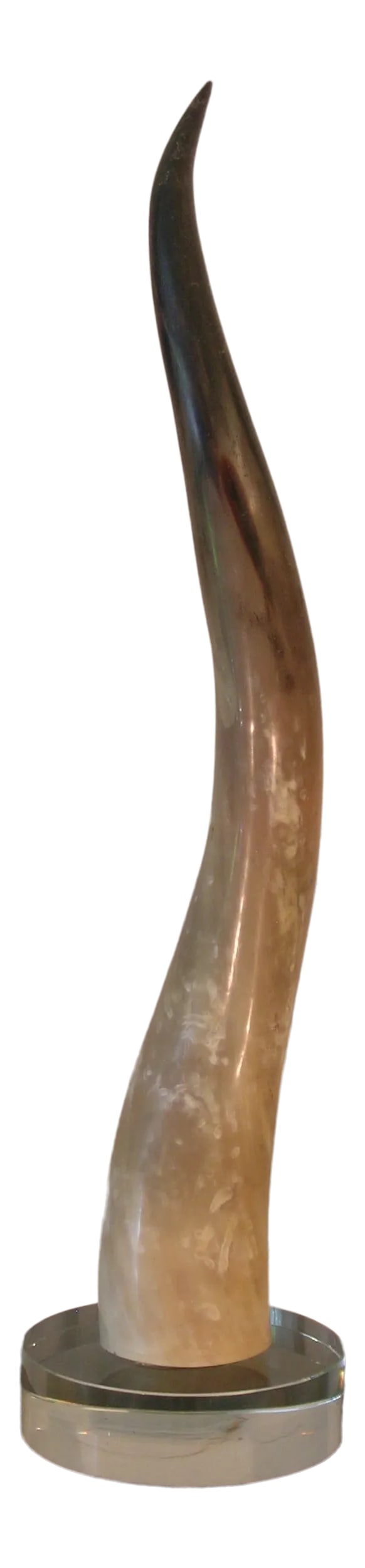 Decorative Tall Bull Horn on Glass Base: This Impressive and Extremely Decorative Tall Bull Horn Stand on a Heavy Glass Base. ( Diameter 7". thickness 2" ) This item includes restricted materials and cannot be sold outside of the contiguous