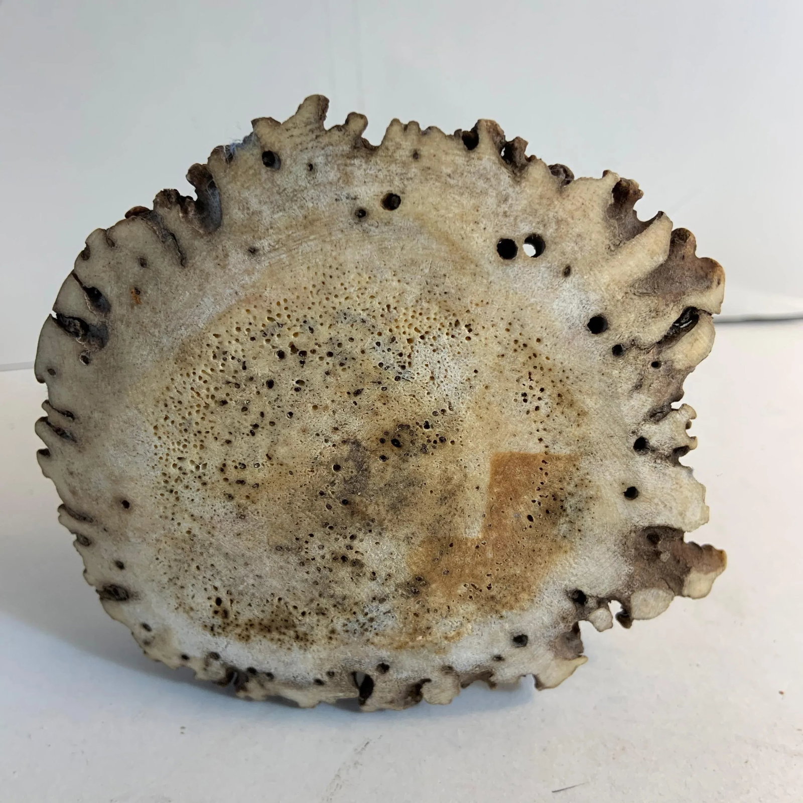 Antique 1910s Horn Antler Candleholder - 4