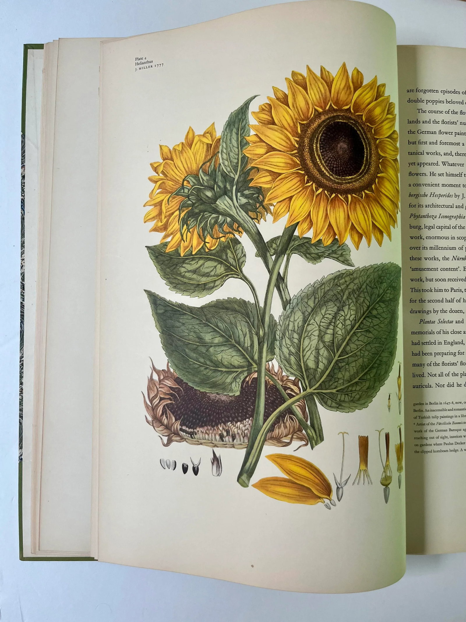 Great Flower Books 1700-1900, A Bibliographical of Two Centuries of Flower Books, Sitwell, Sachevere - 4