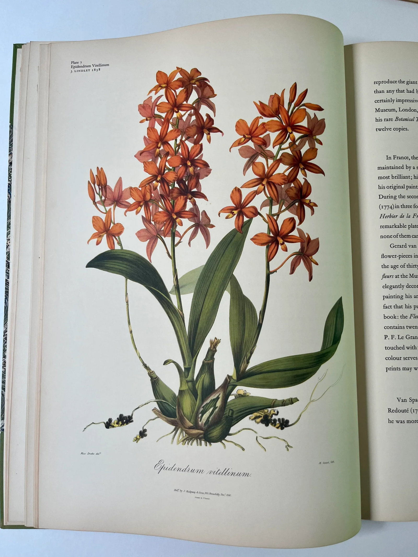 Great Flower Books 1700-1900, A Bibliographical of Two Centuries of Flower Books, Sitwell, Sachevere - 5