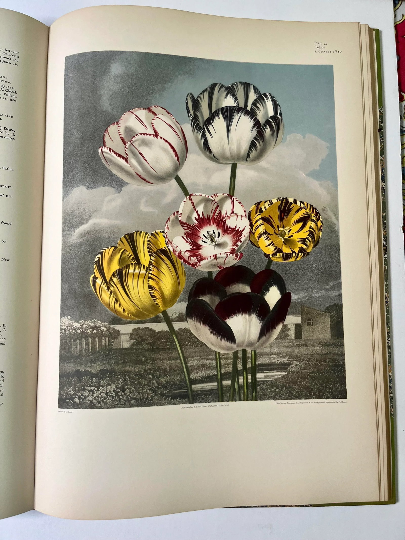 Great Flower Books 1700-1900, A Bibliographical of Two Centuries of Flower Books, Sitwell, Sachevere - 6