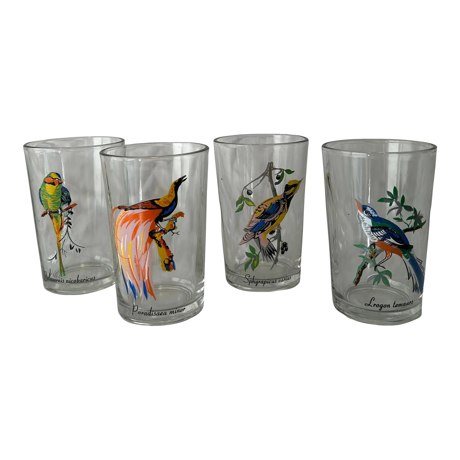 Palm Springs Chic Exotic Bird Juice Glasses- Set of 4: Perfectly Palm Springs! This set of four juice glasses feature colorful avian artwork....a different bird on each glass. DIMENSIONS 2.5"W x 2.5"D x 4"H PS: If you purchase more than one item, we